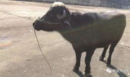 牛不拉最新爆料,娱乐圈最新爆料大起底！